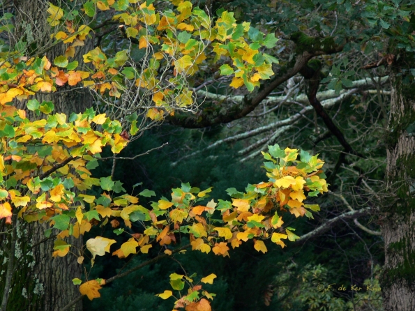 Bois des moutiers fall 2012 (2)